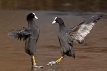 Loài chim sâm cầm mặt đen trán trắng kỳ lạ của Việt Nam