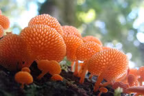 Khám phá thế giới kỳ diệu của nấm và vai trò quan trọng của chúng