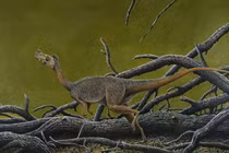 Điều ít biết về khủng long nhỏ nhất từng được phát hiện