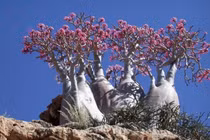 Khám phá hệ sinh thái kỳ lạ của đảo Socotra