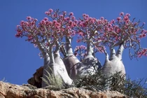 Khám phá hệ sinh thái kỳ lạ của đảo Socotra