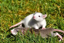 Bí mật phía sau loài động vật được nghiên cứu nhiều nhất thế giới 