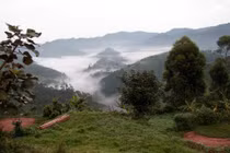 Khám phá khu rừng cổ xưa nhất châu Phi, 'mái nhà' của khỉ đột núi