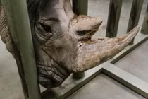 Cái miệng vuông vức kỳ lạ của loài thú được mệnh danh 'cỗ xe tăng sống'