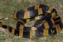 Tận mục loài rắn độc cực nguy hiểm, Việt Nam cực nhiều 