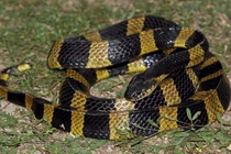 Tận mục loài rắn độc cực nguy hiểm, Việt Nam cực nhiều 