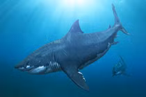 Cá mập khổng lồ Megalodon có thật hay chỉ là huyền thoại biển?