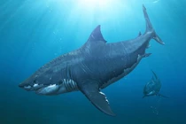 Cá mập khổng lồ Megalodon có thật hay chỉ là huyền thoại biển?
