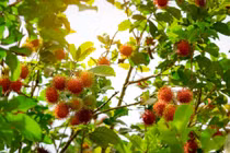 Chôm chôm - trái cây nhiệt đới nhìn lạ, ăn mê