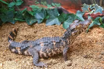 Bí ẩn mùi hương ngọt ngào từ loài cá sấu bé nhất hành tinh