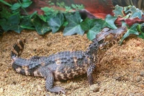 Bí ẩn mùi hương ngọt ngào từ loài cá sấu bé nhất hành tinh