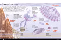 Khám phá hóa thạch 540 triệu năm, những bí ẩn chưa lời giải