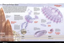 Khám phá hóa thạch 540 triệu năm, những bí ẩn chưa lời giải