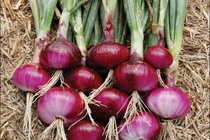 Sốc với lịch sử gieo trồng hơn 5.000 năm của cây hành tây 