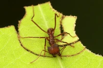 Hành vi đặc biệt của kiến cắt lá và ảnh hưởng của nó đến hệ sinh thái