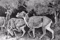 Phát hiện loài thú cổ có 6 sừng gây chấn động giới khoa học