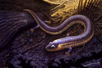 Hóa thạch cổ đại hé lộ quá trình tiến hóa của lưỡng cư