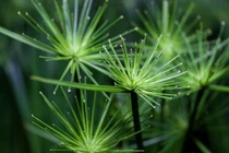 Loài cây papyrus từng nâng đỡ văn minh Ai Cập cổ, nay thành cây cảnh