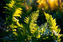 Dương xỉ – loại thực vật không hạt kỳ diệu qua hàng trăm triệu năm