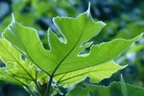 Loài cây biến vỏ thành giấy, bí mật 2.000 năm của dướng giấy