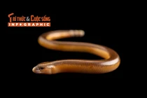 [INFOGRAPHIC] Loài thằn lằn không chân kỳ lạ 