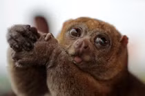 Cu li - Loài linh trưởng độc đáo, nguy cấp của Việt Nam