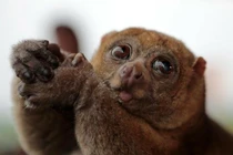 Cu li - Loài linh trưởng độc đáo, nguy cấp của Việt Nam