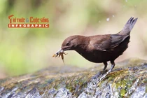 [INFOGRAPHIC] Loài chim có tập tính “lội suối” của Việt Nam