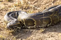 Kinh hoàng trăn khổng lồ châu Phi nuốt chửng báo, hình dáng kỳ lạ