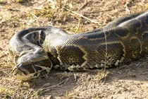 Kinh hoàng trăn khổng lồ châu Phi nuốt chửng báo, hình dáng kỳ lạ