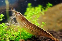 Tôm tre: loài tôm lọc thức ăn độc đáo của hệ sinh thái nước