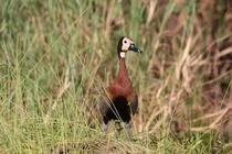 Tiết lộ kỳ thú về le nâu, loài vịt đặc biệt vùng nhiệt đới