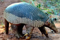 Sự thật ngỡ ngàng về loài tatu khổng lồ, móng vuốt dài 20 cm