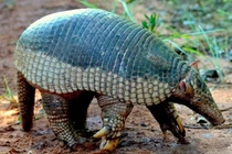 Sự thật ngỡ ngàng về loài tatu khổng lồ, móng vuốt dài 20 cm