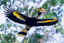 Chiêm ngưỡng loài chim quý hiếm bậc nhất rừng rậm Việt Nam