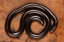 Tại sao rắn giun chỉ gần như không có mắt vẫn săn mồi hiệu quả?