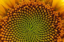 Tiết lộ sốc: Đường xoắn Fibonacci có thật sự xuất hiện khắp vũ trụ?