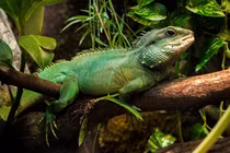 Rồng đất: Thằn lằn lớn, thích nghi tốt và đang đối mặt với nguy hiểm