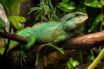 Rồng đất: Thằn lằn lớn, thích nghi tốt và đang đối mặt với nguy hiểm