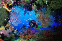 Thứ độc nhất vô nhị của rạn san hô Belize lớn thứ hai thế giới