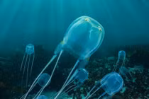 Sứa hộp đẹp mong manh, ẩn chứa nọc độc chết người