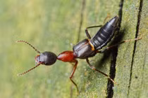 Sự thật đáng sợ loài bọ cánh cứng nguy hiểm nhất Việt Nam 