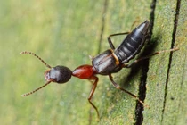 Sự thật đáng sợ loài bọ cánh cứng nguy hiểm nhất Việt Nam 