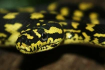  Loài rắn có họa tiết độc đáo và khả năng thích nghi cao