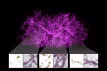 Công bố bản đồ vũ trụ lớn nhất lịch sử từ James Webb