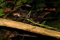 Cận cảnh côn trùng dài nhất thế giới: Gần 60 cm 