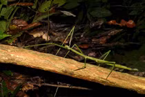 Cận cảnh côn trùng dài nhất thế giới: Gần 60 cm 