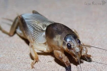 Loài côn trùng đào hang giỏi, được mệnh danh 'kiến trúc sư dưới lòng đất'