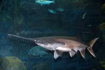 Cá tầm thìa Mỹ, loài cá cổ đại mõm hình mái chèo độc đáo