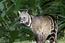 Sự thật bất ngờ về cầy giông sọc, loài thú quý hiếm Việt Nam